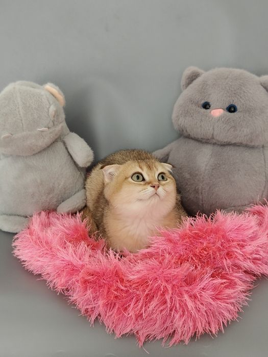 Котята Голубые , Золотые , Бикалоры