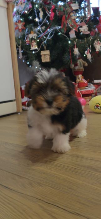 Йорки бивър териер две момчета!