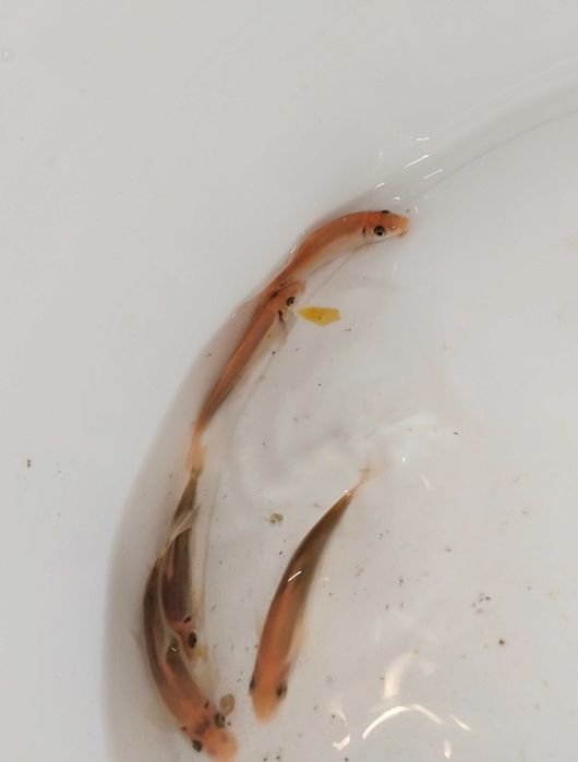 Гиринохейлус аквариумные рыбки