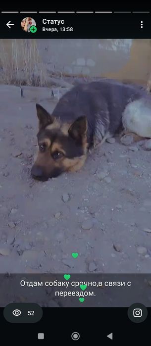 Отдам собаку в добрые руки