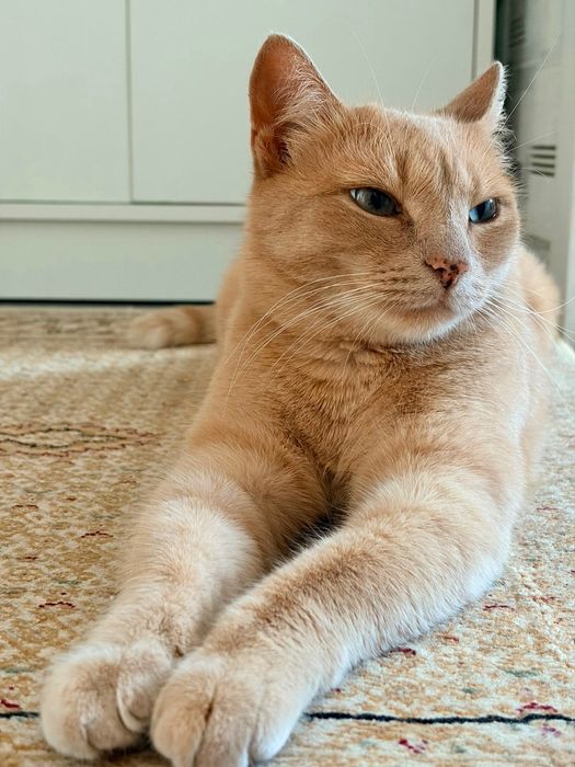 шикарный кот ищет семью