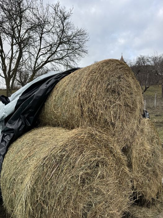 Vând baloți rotunzi de fân