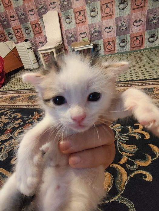 Отдам котят бесплатно