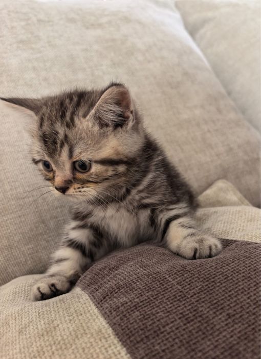 Породистый шотландский котенок