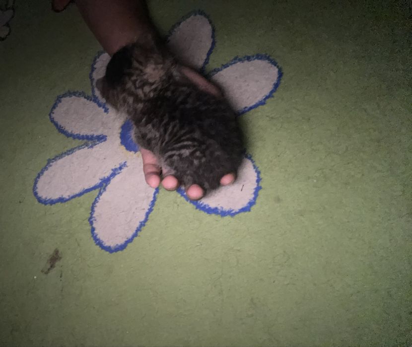 Котенок 1-2 месяца