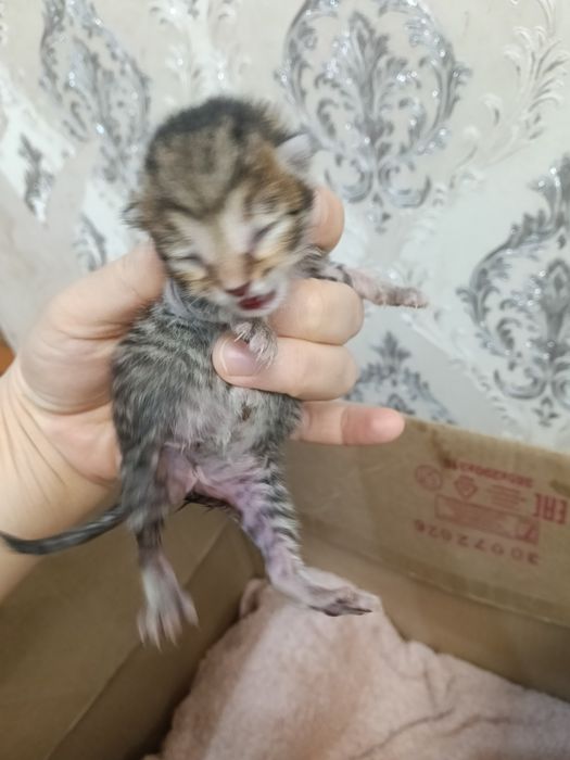 Котята отдам в хорошие руки