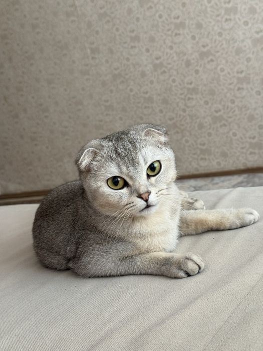 Ищем кота для вязки