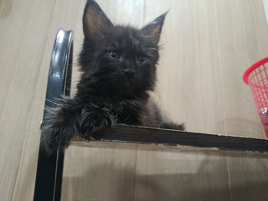 Котята Мейн-куны