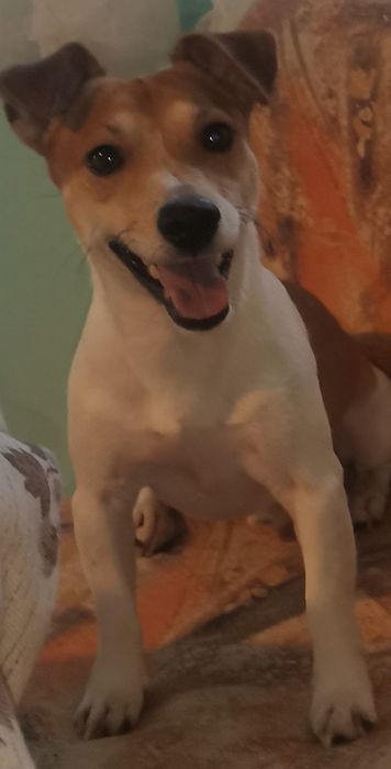 Подарява се Джак  Ръсел на 5 годинки