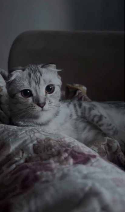 Шотландская вислоухая кошечка