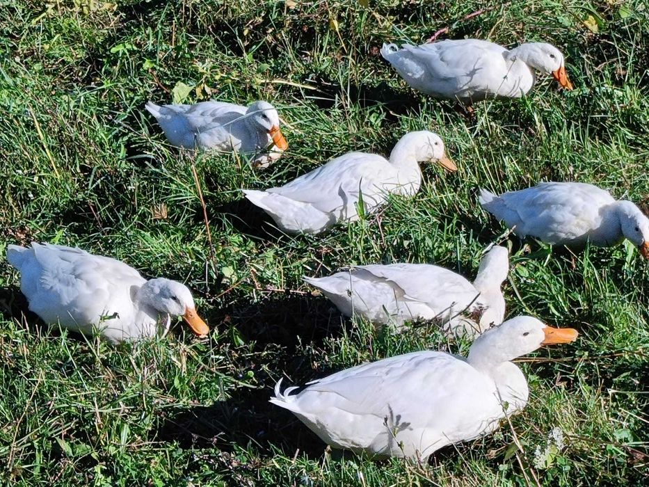 Vând boboci de rațe rasa Pekin