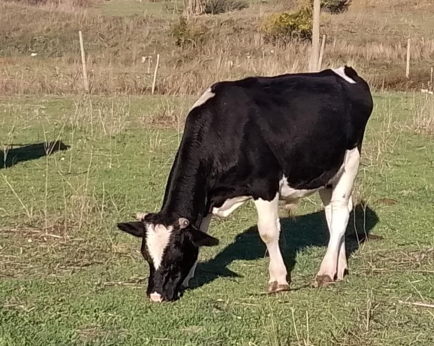 Продавам Мъжко Теле!