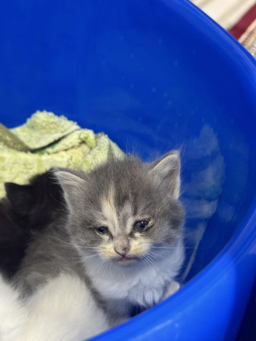 Отдам даром кошки