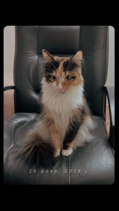 Отдам кошку в хорошие руки