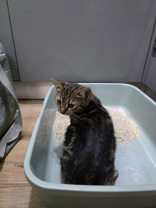 Adopție pisicuță superbă