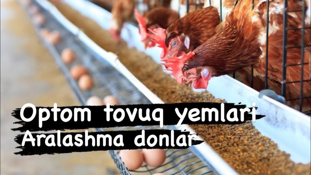 Qora tovuq joʻjalariga zakaz olamiz 6000 soʻmdan