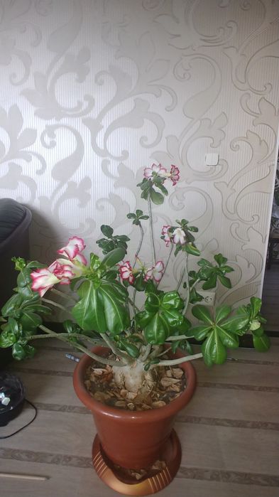 Продам цветок АДЕНИУМ!