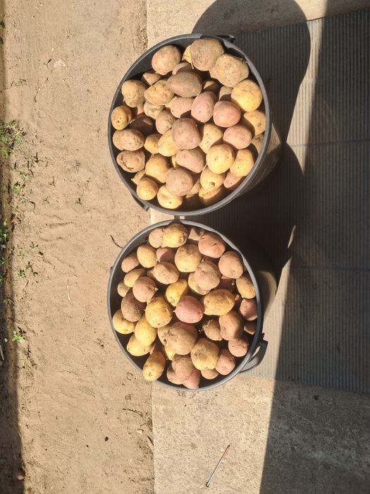 Продам рассаду овощи  картофель семеной
