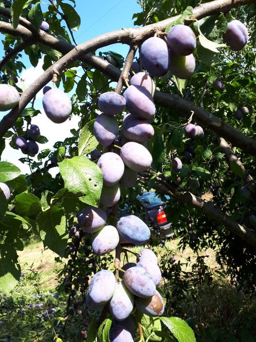 Продава се Сливова овощна градина