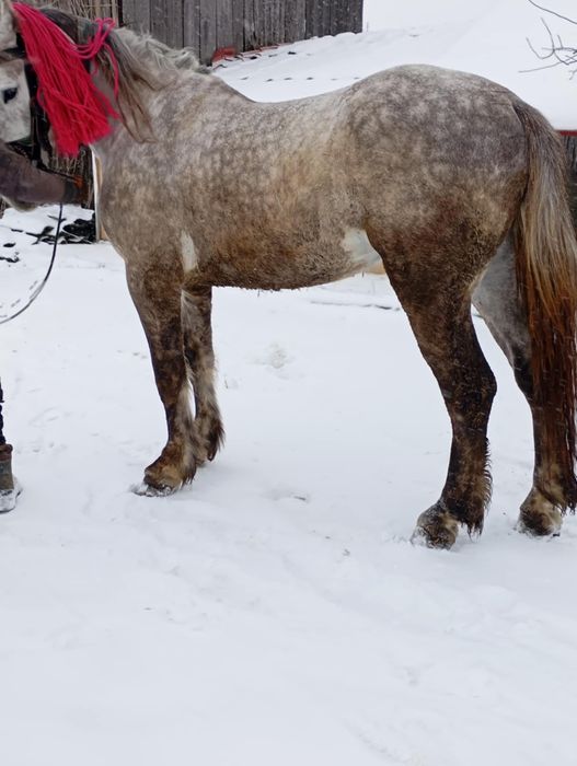 Manz de vanzare 2 ani jumatate