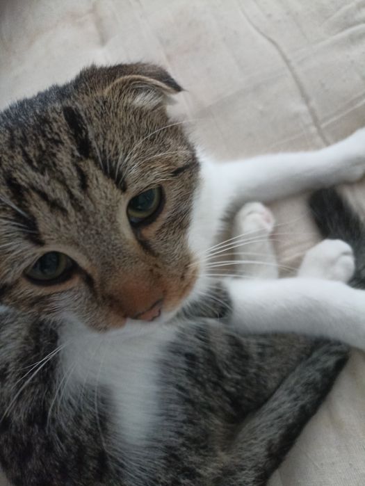 Мальчик Котёнок ищет дом