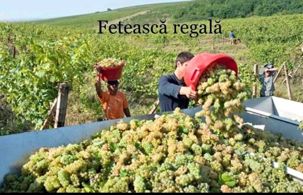 Vând struguri de vin producție 2025. Duce mă în toată țara