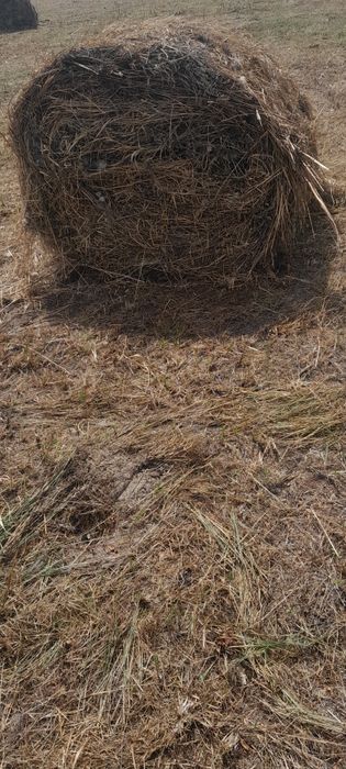 Продажа либо обмен Сено рулоны пресс пр 145