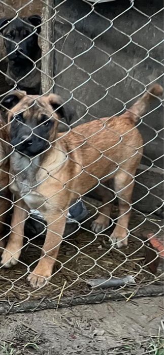 Pui catel malinois, ciobanesc belgian.