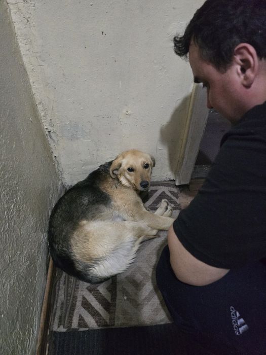 Отдам собаку в очень добрые руки