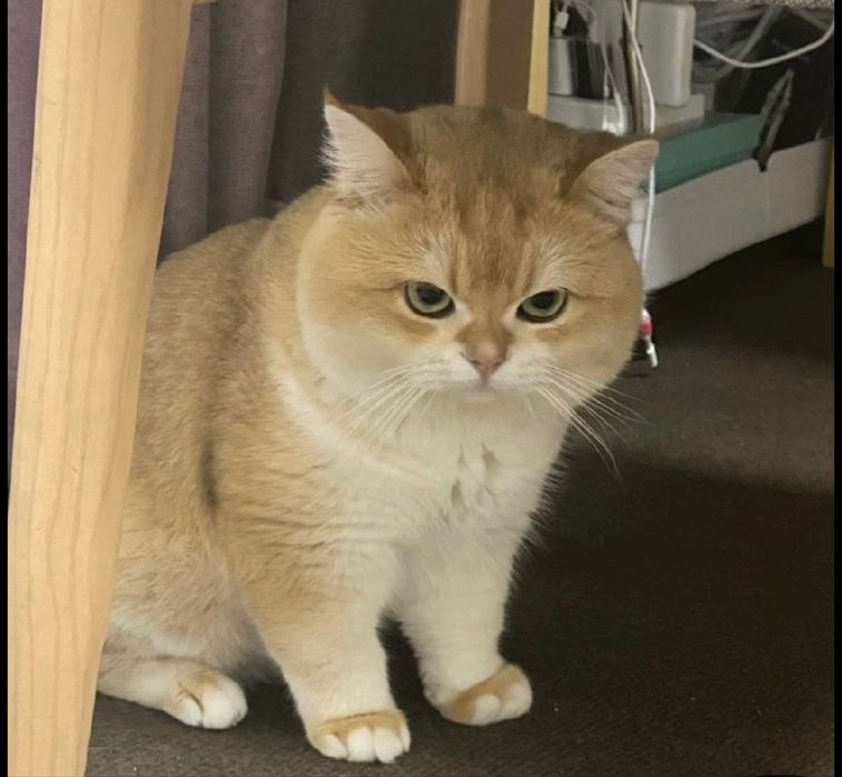 Продается кот и кошки !