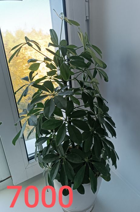 Продам Эухарис (амазонскую лилию)