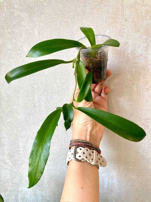 Сортовые хойи (обовата вар сплеш и др.) от 50 тысяч