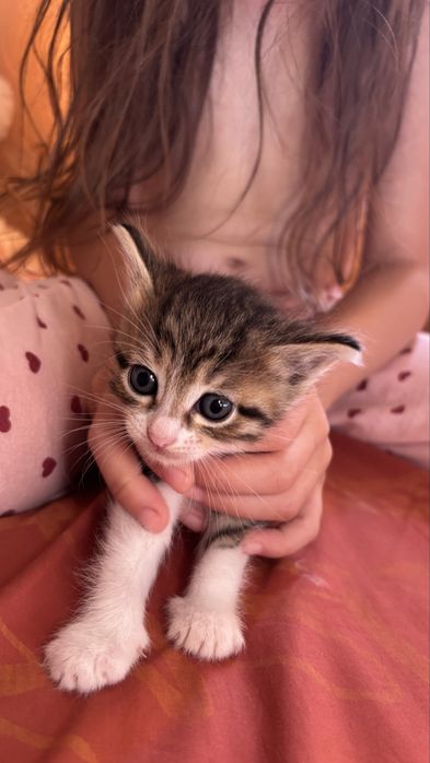 Отдаем в добрые руки котят