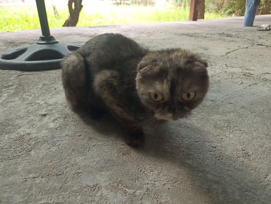 шотландскую вислоухую (Scottish Fold).