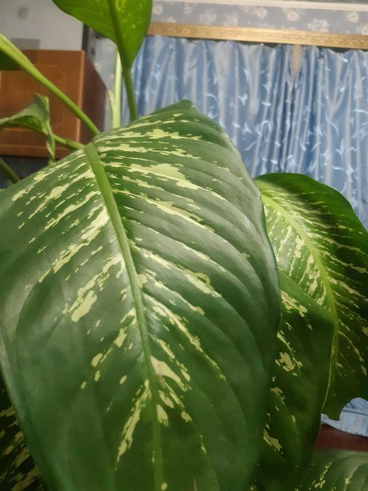 продам цветок  ДИФФЕБАХИЯ