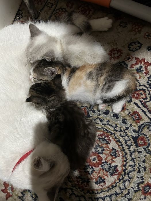 Отдам котят нахожусь на кск