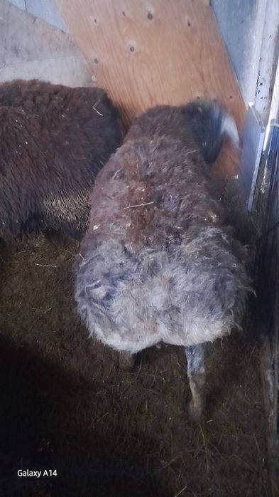 Продам Кочкаров Породистые