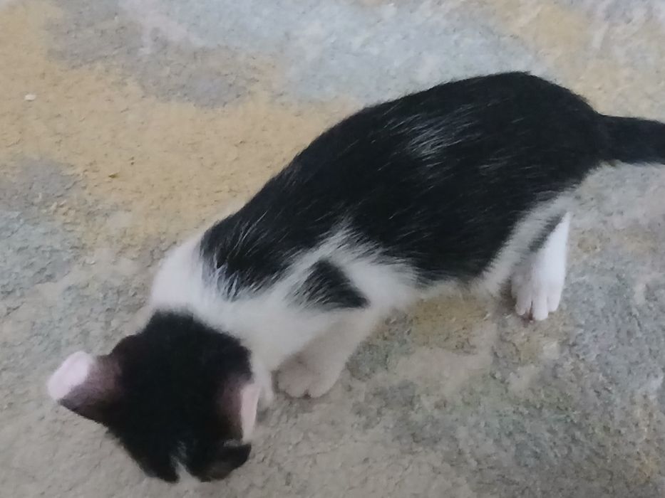 Котенок, девочка, пышик,кыз в хорошие руки