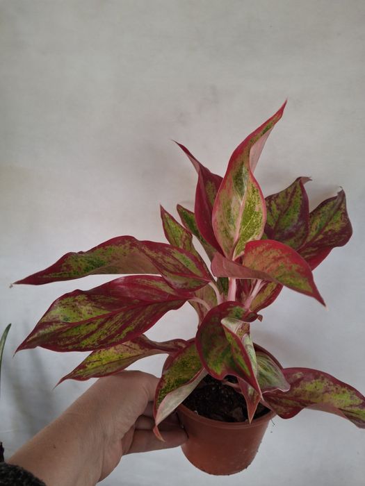 Комнатные растения одоптированые