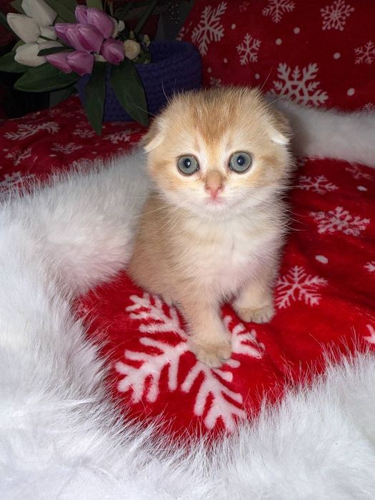 Продам котят. Породы золотая шиншилла