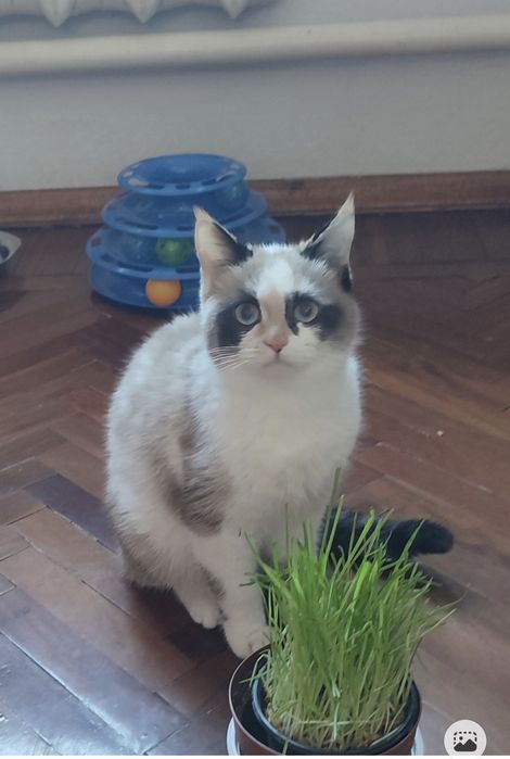 Кошки  в добрые руки