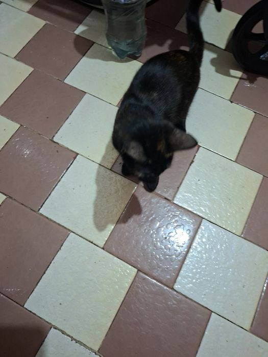 Dau pisicuta in adoptie