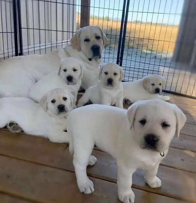 Щеночки Лабрадора