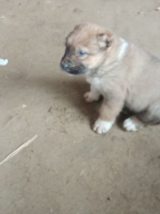 Ұрғашы алабаи күшік сатылады