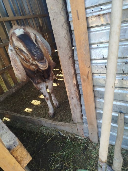 Англонуб теке  сатылады