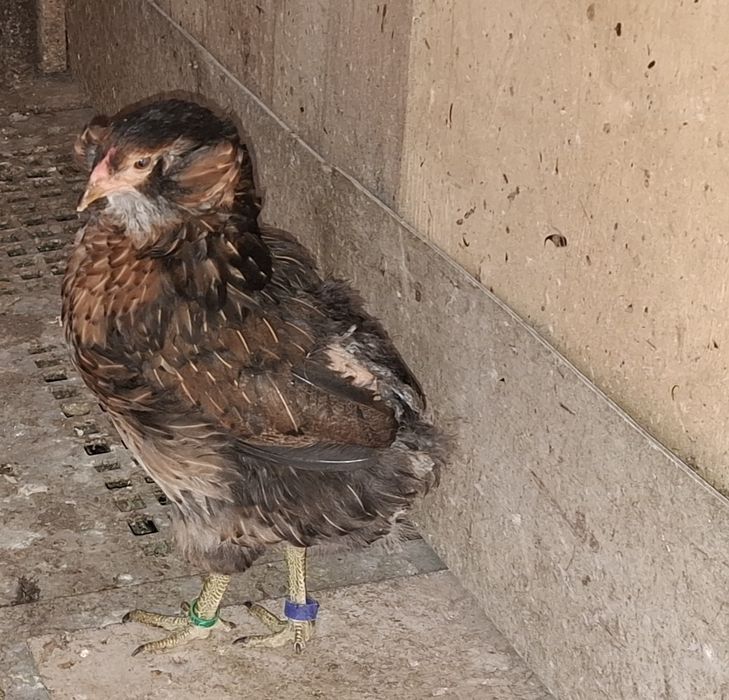 Araucana  potarnichiu salbatic 1+2 din  2025