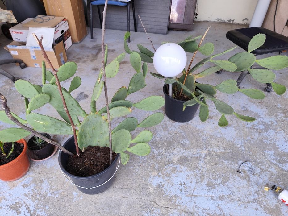 Leandru din semințe, plante leandri