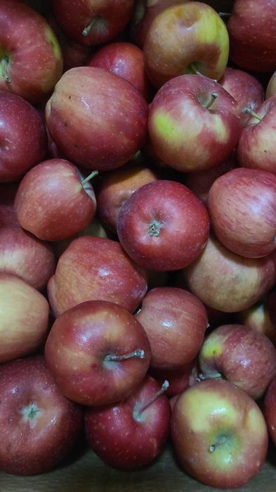 Яблоки в розницу и оптом