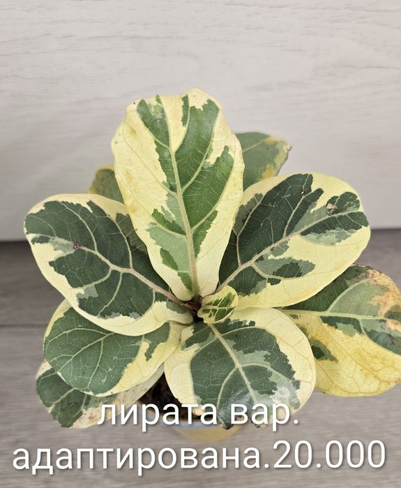 Фикусы разные, прекрасные