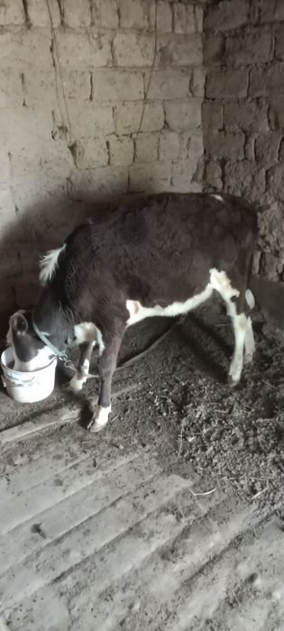 Бір жасар ақ бас тана сатылады